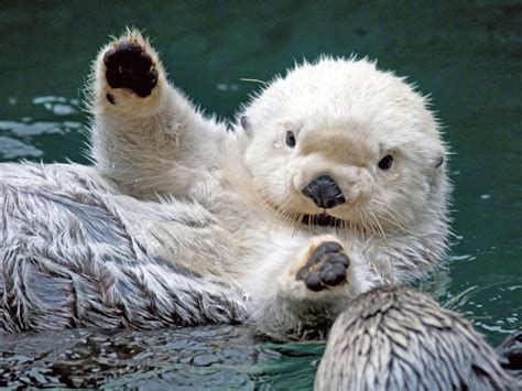 Funny Sea Otter Beautiful Photos 2012 With Images Cute Animals