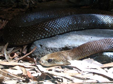 The Top 10 Most Venomous Snakes In Australia Owlcation