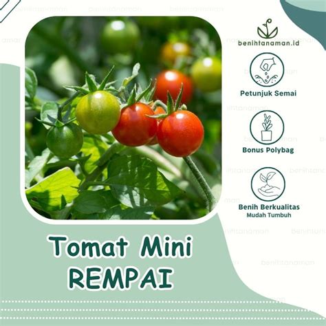Jual 40 Biji Benih Tomat Rampai Tomat Rempai Tomat Mini Shopee
