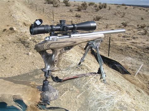 Best Varmint Rifle For Coyotes Authorized Boots