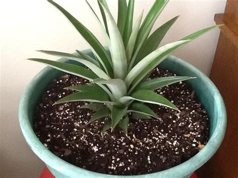 Grow Your Own Pineapple At Home Hometalk