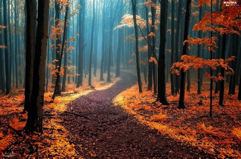 Path Autumn Viewes Fog Trees Forest Beautiful Views Wallpapers
