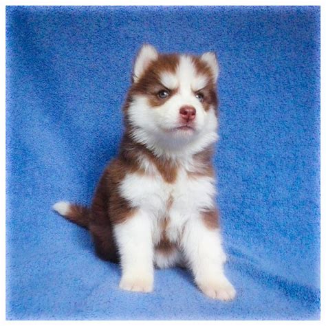 Weld county covers an area of 3,999 square miles. Purebred Siberian Huskies For Sale Pretoria Tshwane