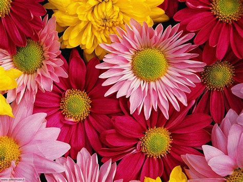 Lasciamo una selezione di immagini che hanno messaggi e fiori da condividere sui social network o whatsapp. FOTO FIORI 1 PER SFONDI | Settemuse.it