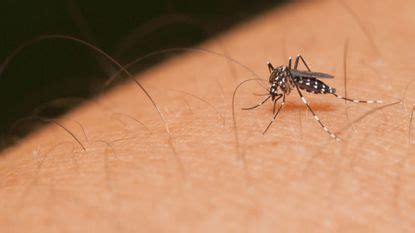 Benefits of hiring the best pest control company in the region. Life in South Florida can be an itch - but other places ...