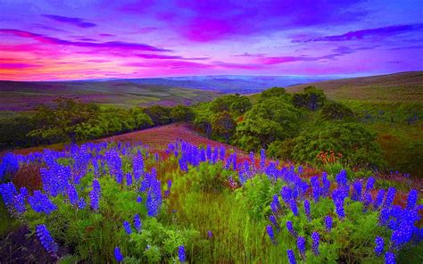Spring Sunrise Lavender Sunrise Field Mountains Hd Wallpaper Peakpx