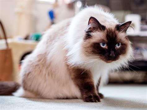 Himalayan Siamese Cat Personality All Things About Pets