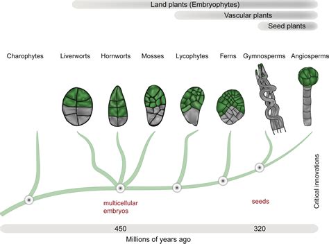 Evolution Initiation And Diversity In Early Plant Embryogenesis
