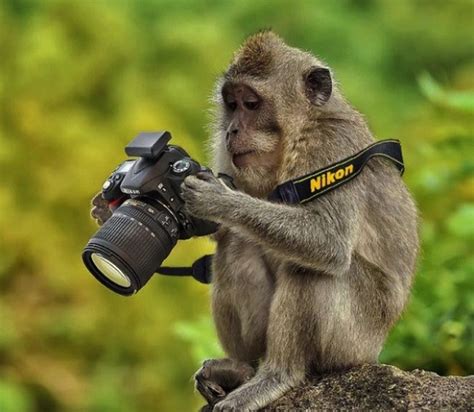 These 26 Animal Photographers Are The Best In The World You Really