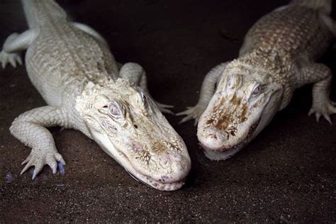 Alligators 22 Stunningly Rare Albino Animals Mnn