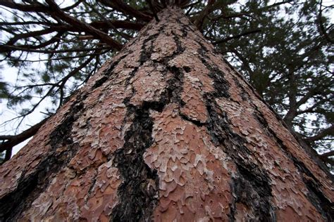 How To Identify A Tree By Its Bark