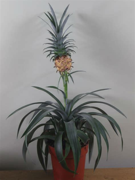 Ananas Comosus Champaca Ornamental Pineapple World Of Flowering