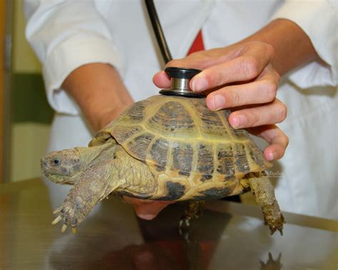 Tortaddiction How To Find A Good Veterinarian For Your Tortoise And