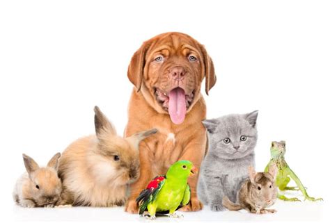 Group Of Pets Together In Front View Isolated On White Background