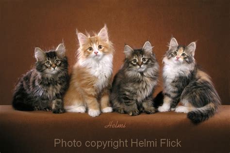 45 Best Images Norwegian Forest Cat Breeders Virginia Norwegian