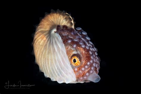 Female Paper Nautilus Argonautidae Argonauta