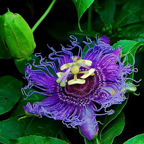 Purple Passion Flower Vine Photograph By Tammy Dial Gray