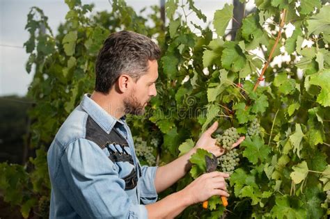 Professional Winegrower On Grape Farm Mature Man Harvester On Summer