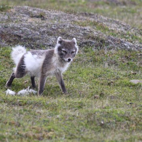 What Does The Arctic Fox Eat Framsenteret
