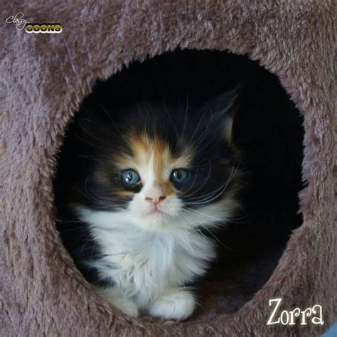 Pin on Kittens & Cats