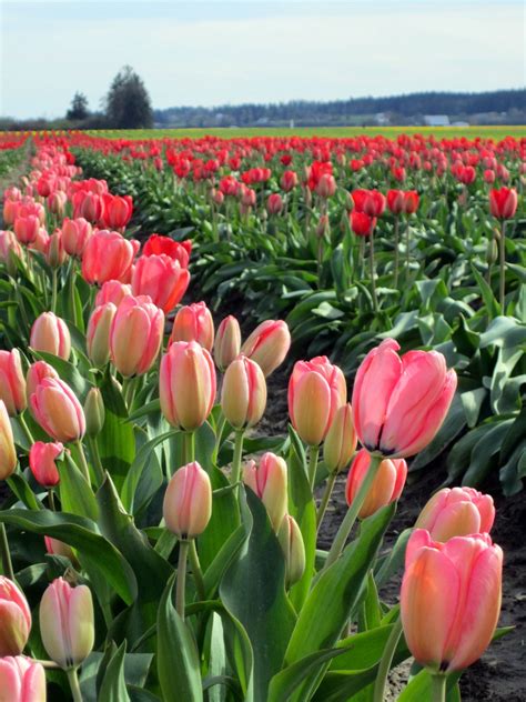 Tulip Festival In Skagit Valley Wa Flower Art Flower Garden Good