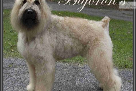 Includes details of puppies for sale from registered ankc breeders. Bouvier Des Flandres puppy for sale near St Louis ...