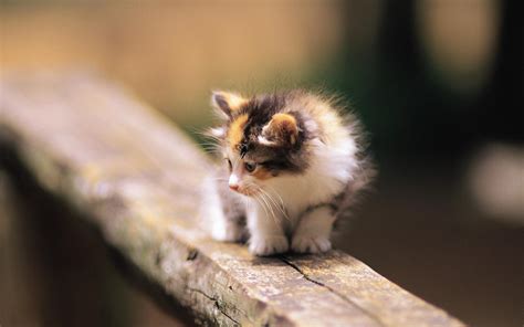 Pretty Kittens In Yard Kittens Wallpaper 13937766 Fanpop