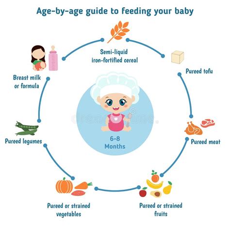 Feeding Baby Infographics Stock Vector Illustration Of Charts 71042303