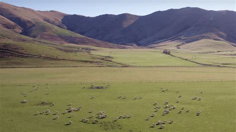 Watch This Drone Herd Sheep Singlehandedly In New Zealand The Drive