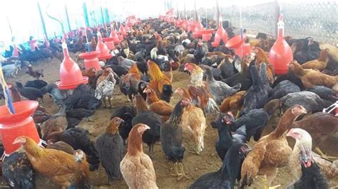 Gramapriya Chicks For Commercial Use Gender Both Pannduu Poultry Farms Hyderabad Telangana