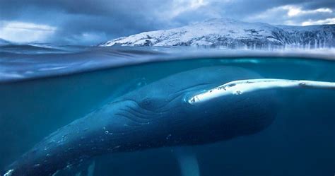 ‘blue Planet Ii 7 Things To Know About The Nature Sequel National