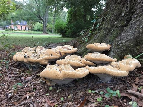 Mushrooms On Trees Growing And Mowing In Bartow County