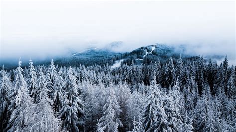 Download Wallpaper 1366x768 Winter Trees Fog Snow Aerial View