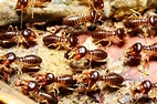Termites Active in Keilor | Pest Control Empire