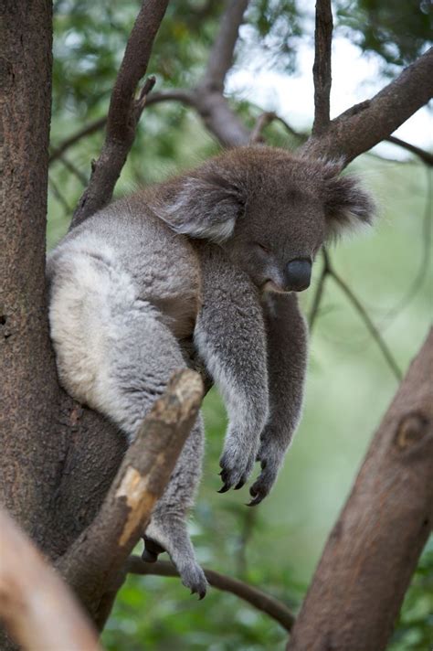 Pin By Diana On Kuddly Koalas Sleepy Animals Animals Cute Animals
