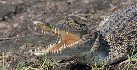 Species Feature Saltwater Crocodile Australian Wildlife Journeys