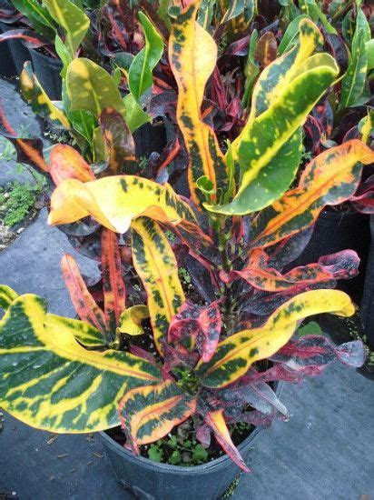 Ornamental Plants With Striking Or Colorful Foliage Plants