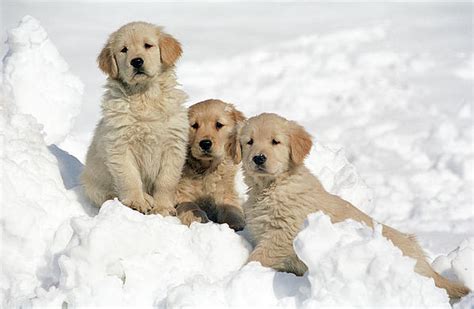 Puppies In Snow Teh Cute