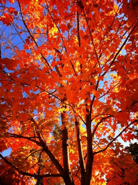 Fall Tree Care Tips For Healthy Trees Year Round