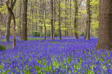 How To Plant And Grow English Bluebells Gardeners Path