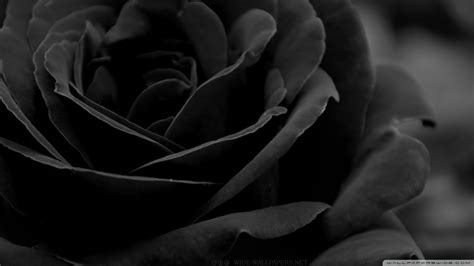 Black Rose 4k Hd Desktop Wallpaper For 4k Ultra Hd Desktop Background