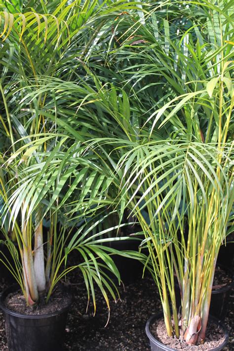 Golden Cane Palm Palms Ross Evans Garden Centre