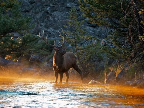 Beautiful Forest Elk At Sunset Hd Desktop Wallpaper Widescreen High