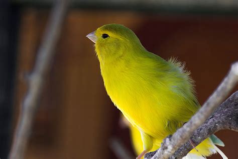 What Are The Best Singing Canaries Canary Finches And Canaries