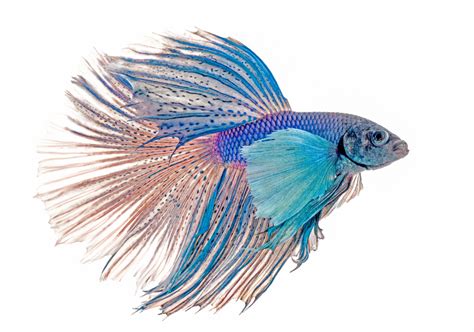 Betta Fish Anatomy Body Parts And Skeleton Explained Diagram