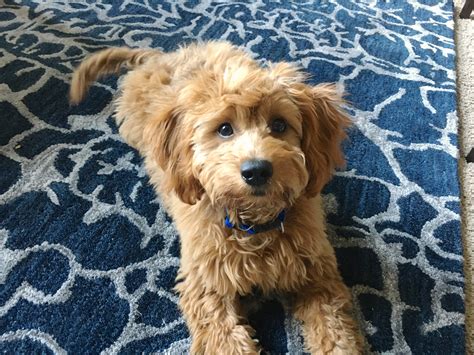 There followup process is second to none! Training a Cute Goldendoodle Puppy to Drop Things on ...