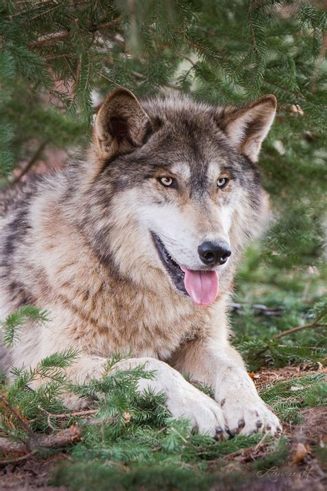 Portrait Of A Wolf Wolf Pictures Beautiful Wolves Wolf Photos