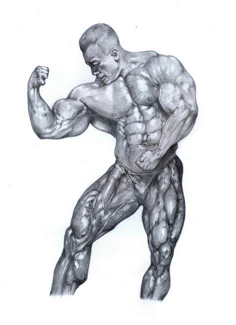 The Best Free Bodybuilding Drawing Images Download From Free Drawings Of Bodybuilding At