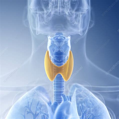 Illustration Of The Thyroid Stock Image F0236761 Science Photo