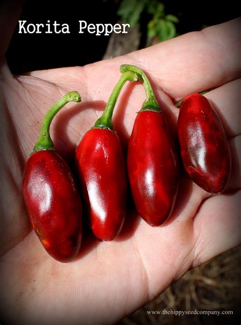 Korita Pepper The Hippy Seed Company Your Chilli Experts